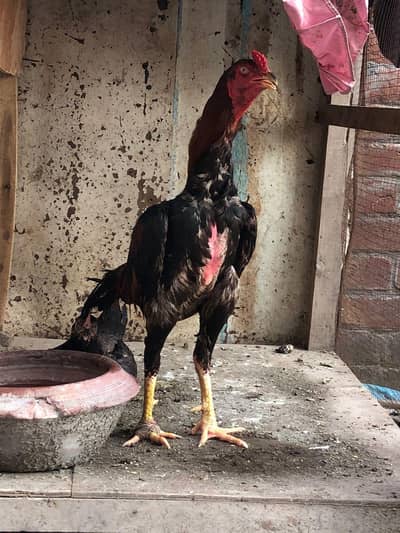 aseel Sindhi breeder for sale