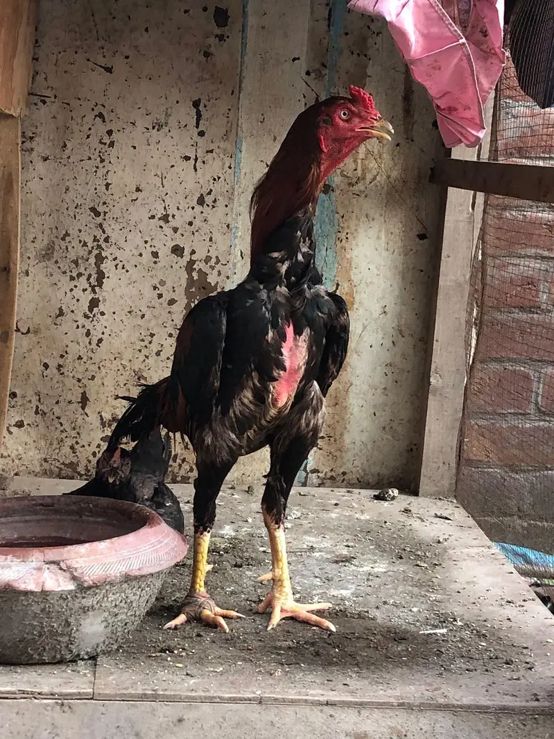 aseel Sindhi breeder for sale — photo 2