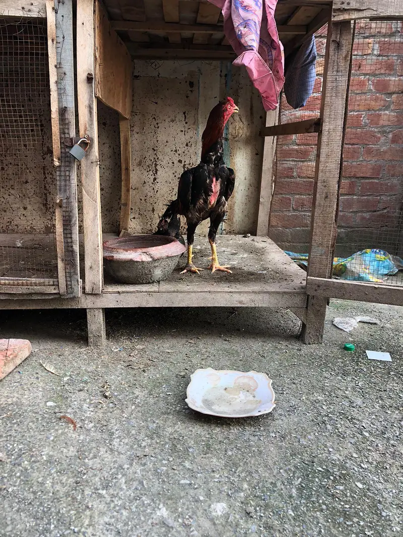 aseel Sindhi breeder for sale — photo 3