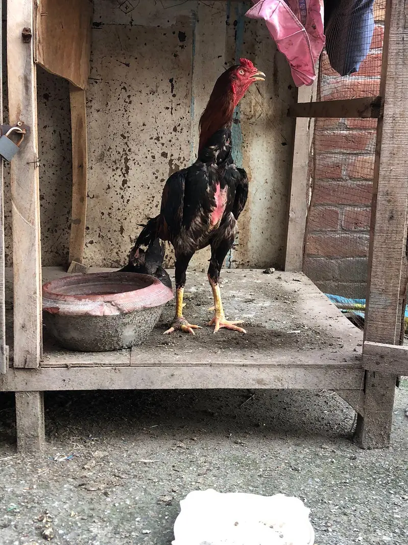 aseel Sindhi breeder for sale — photo 4