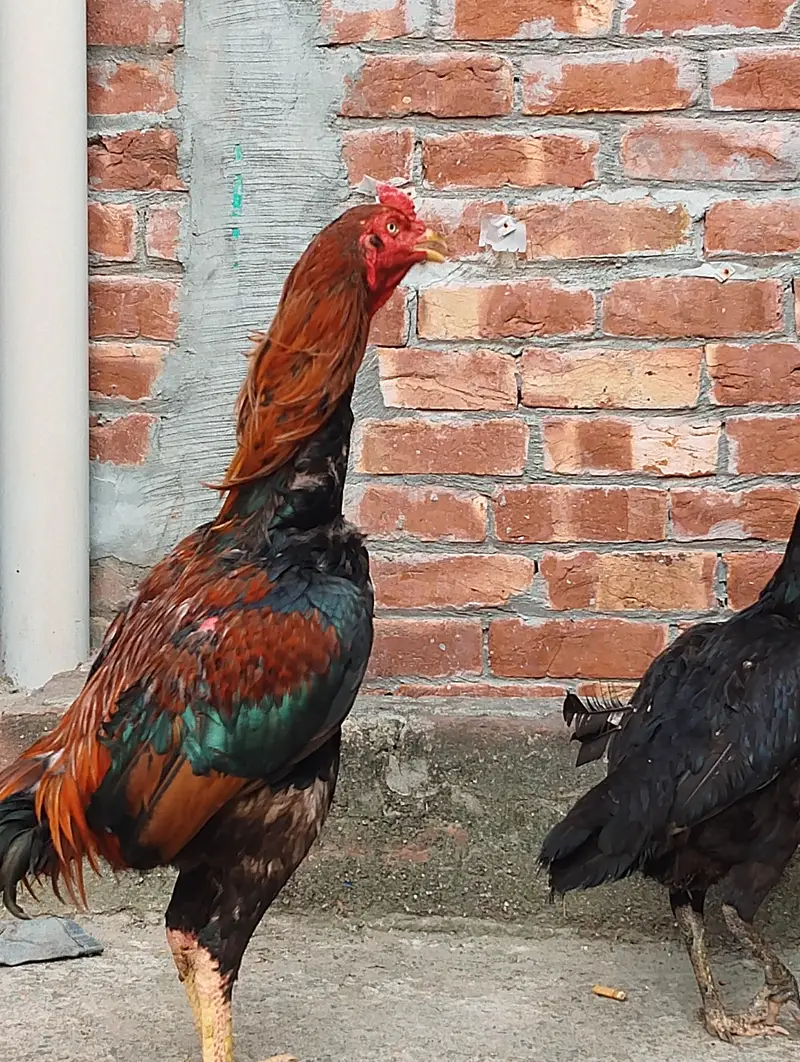 aseel Sindhi breeder for sale — photo 5