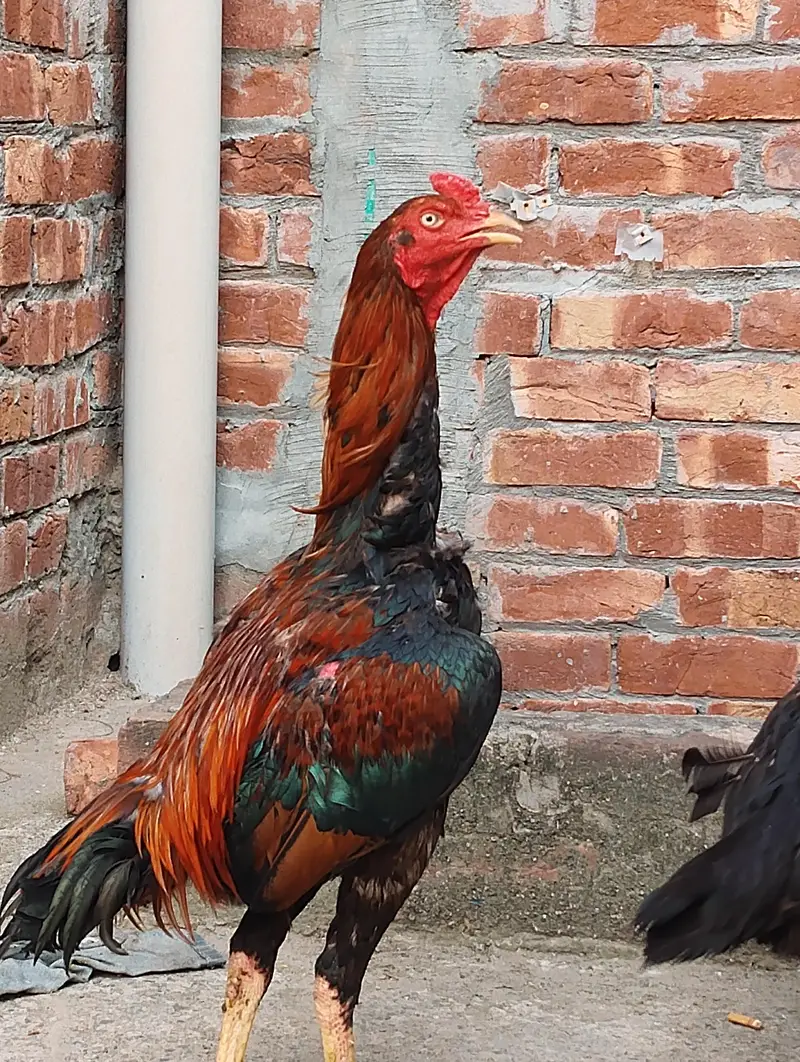 aseel Sindhi breeder for sale — photo 6