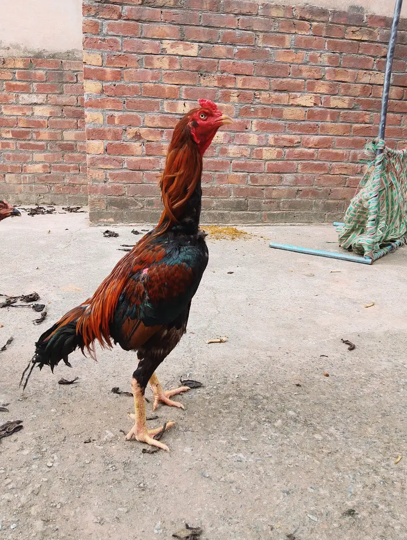 aseel Sindhi breeder for sale — photo 7
