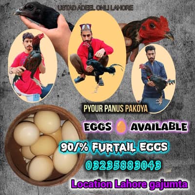 eggs pyour panus pakoya breed eggs available for sale in Lahore