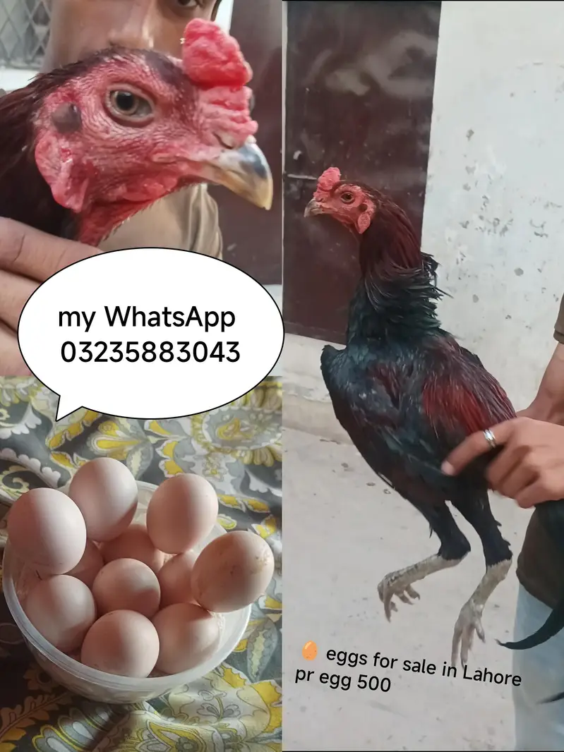 eggs pyour panus pakoya breed eggs available for sale in Lahore — photo 2