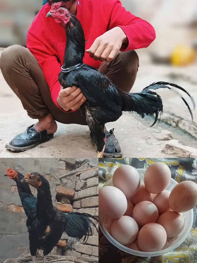 eggs pyour panus pakoya breed eggs available for sale in Lahore — photo 3