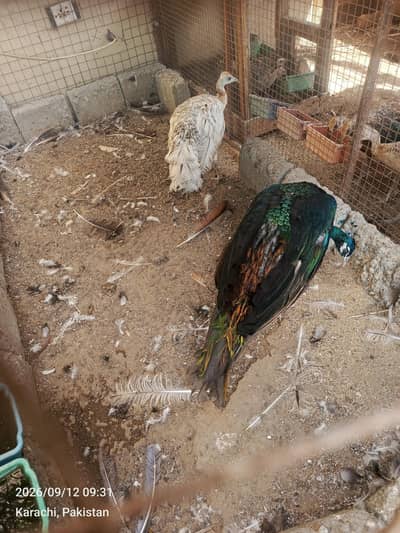 healthy and active pairs chicks also available for sale