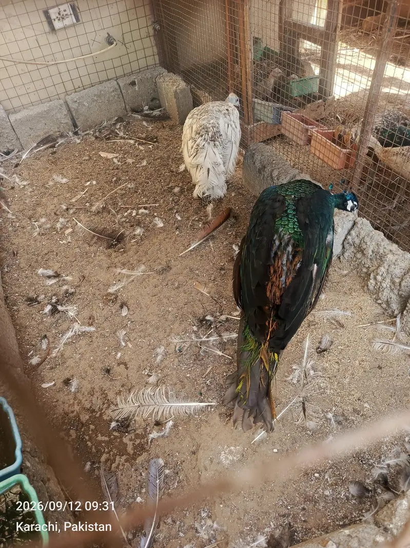healthy and active pairs chicks also available for sale — photo 2