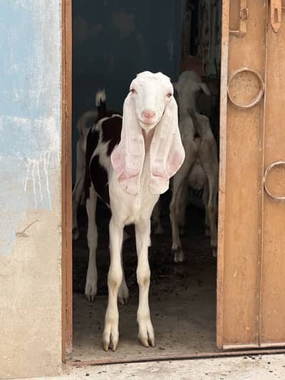 Barki for sale