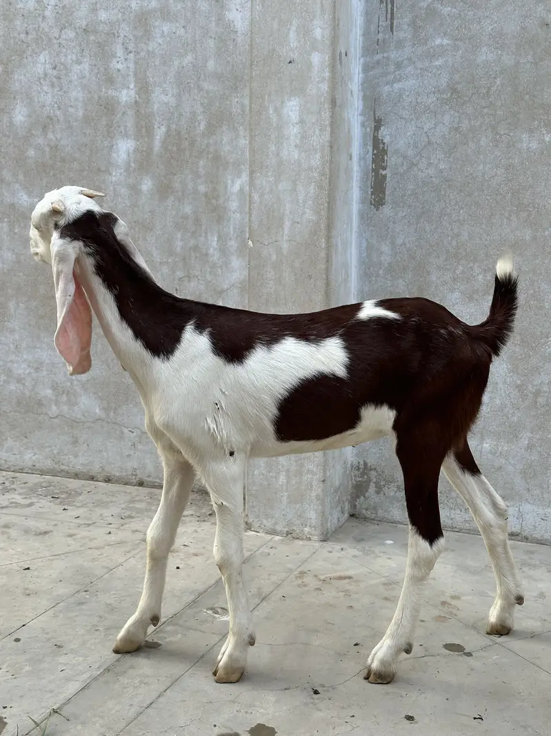 Barki for sale — photo 2