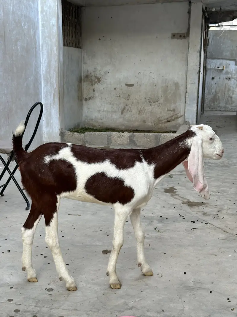Barki for sale — photo 3