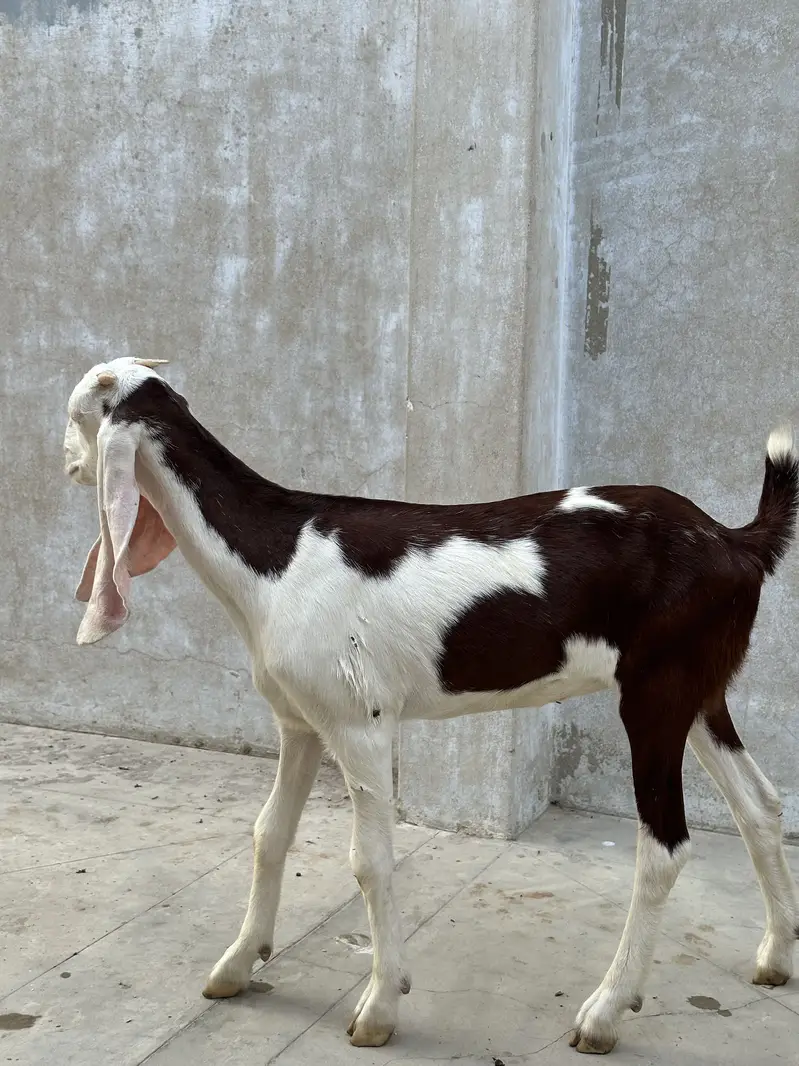 Barki for sale — photo 4
