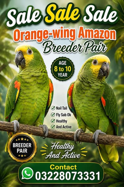  ORANGE WING AMAZON BREEDER PAIR FOR SALE 