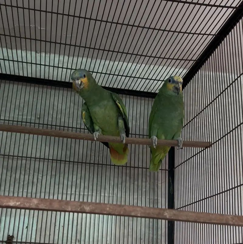  ORANGE WING AMAZON BREEDER PAIR FOR SALE  — photo 2