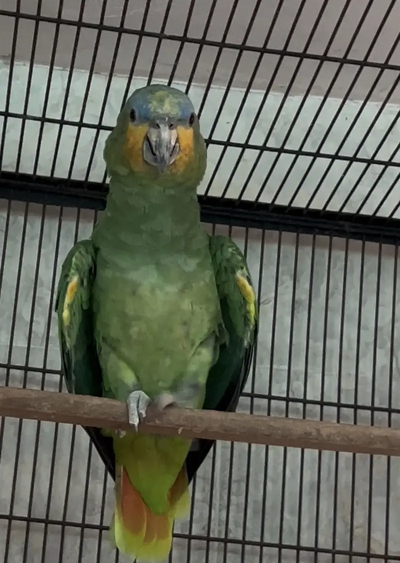  ORANGE WING AMAZON BREEDER PAIR FOR SALE  — photo 3