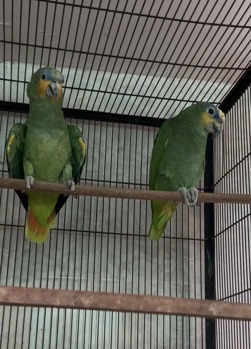  ORANGE WING AMAZON BREEDER PAIR FOR SALE  — photo 4