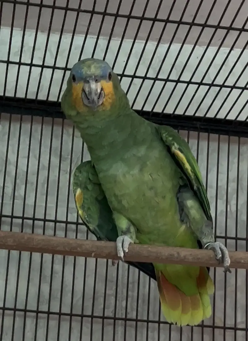  ORANGE WING AMAZON BREEDER PAIR FOR SALE  — photo 5