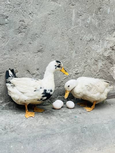 duck for sale