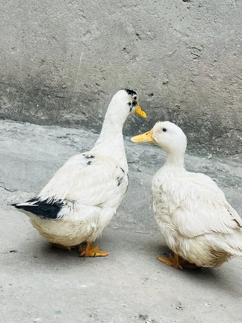 duck for sale — photo 2