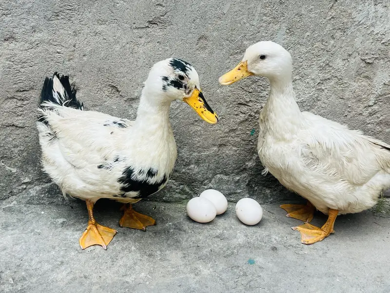 duck for sale — photo 3