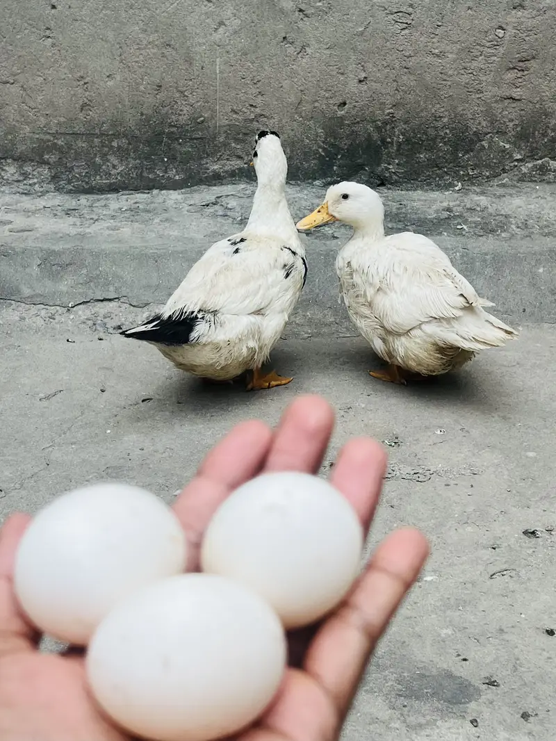 duck for sale — photo 4