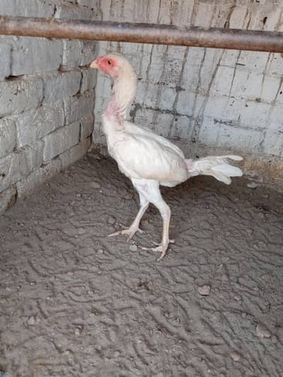 home breed ha video mill jay ghi wattsapp par ajo