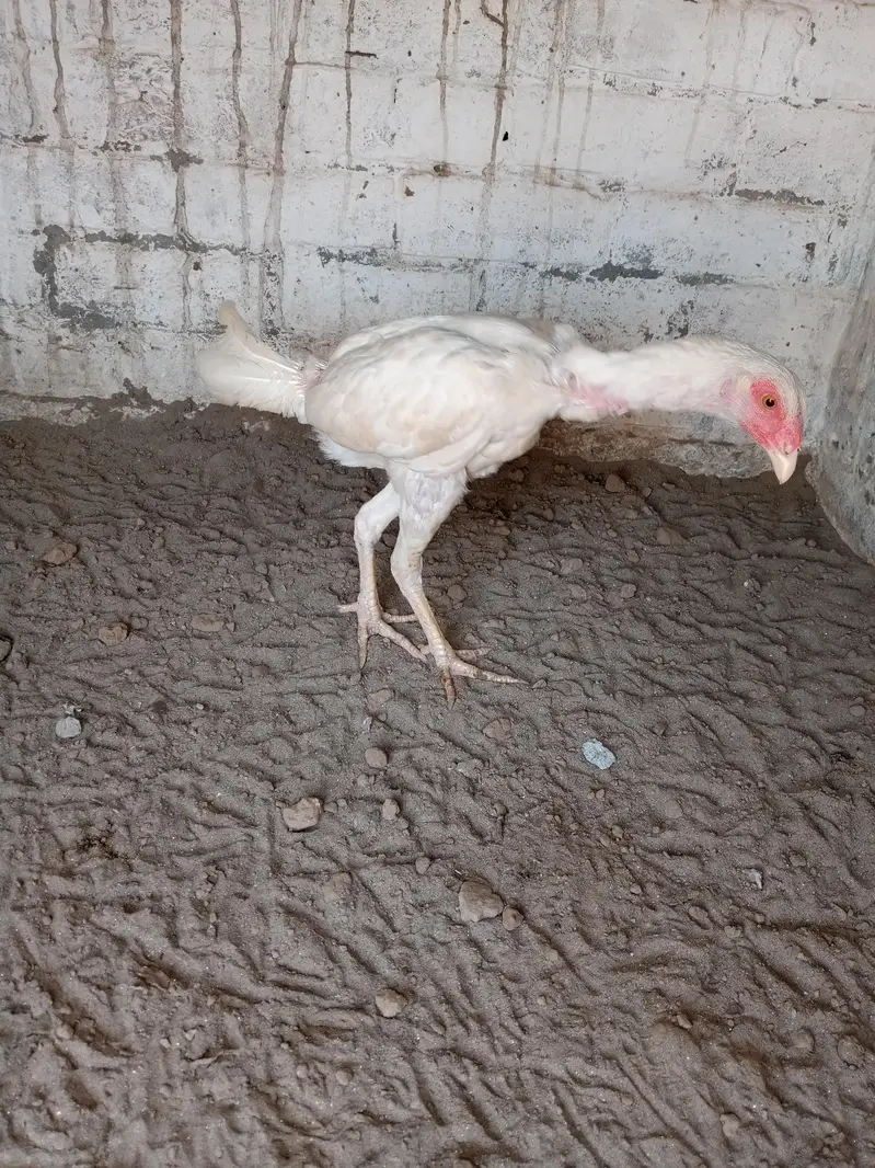 home breed ha video mill jay ghi wattsapp par ajo — photo 2