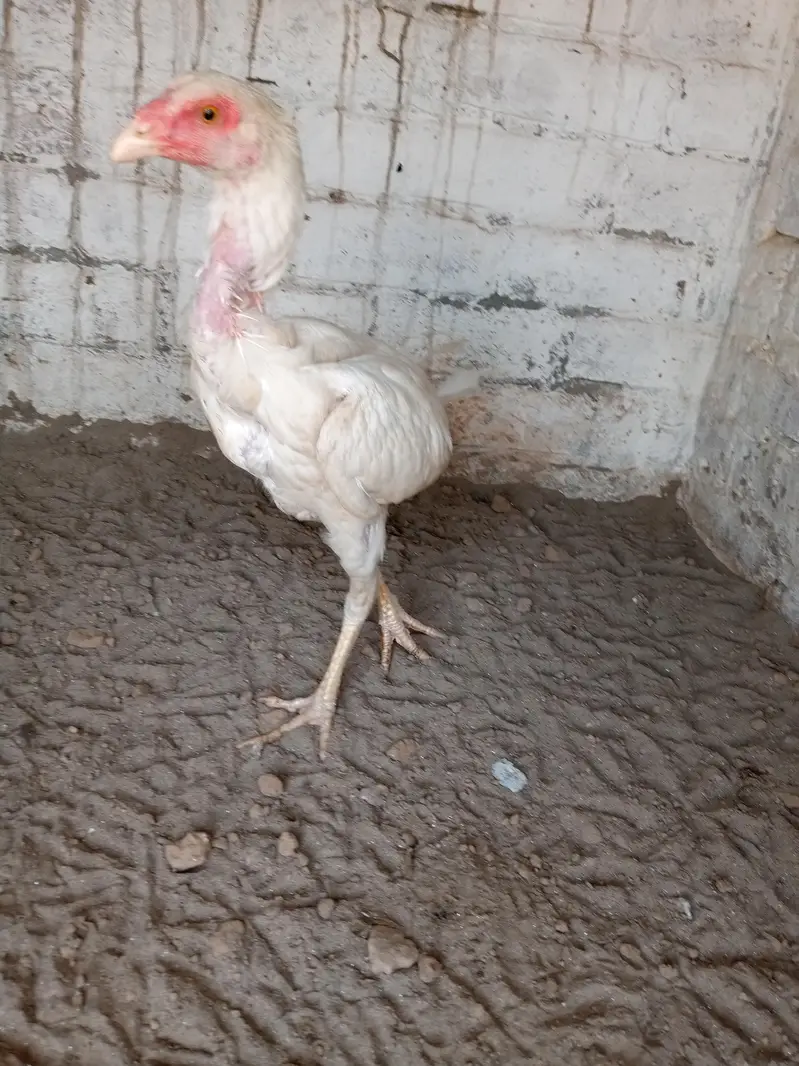 home breed ha video mill jay ghi wattsapp par ajo — photo 3