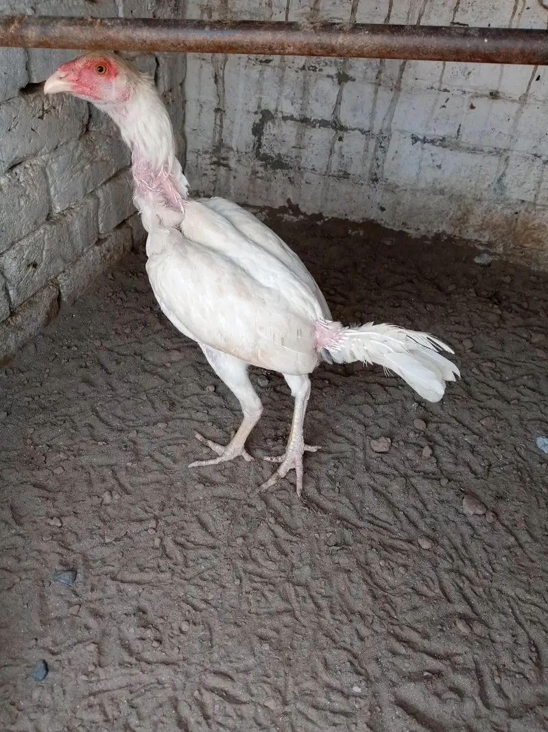 home breed ha video mill jay ghi wattsapp par ajo — photo 4