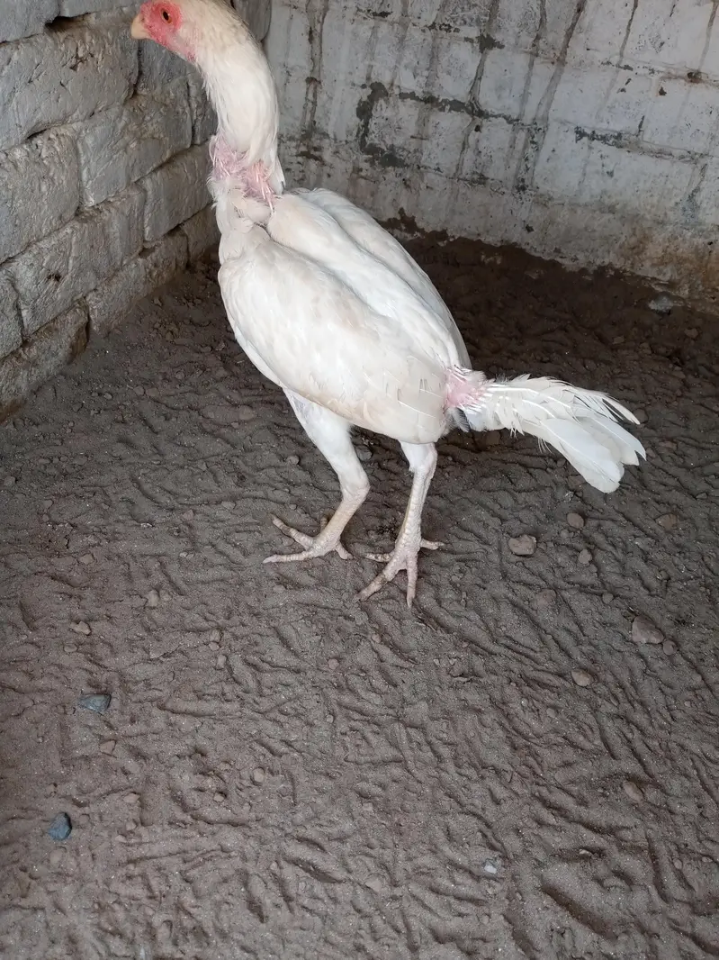 home breed ha video mill jay ghi wattsapp par ajo — photo 5
