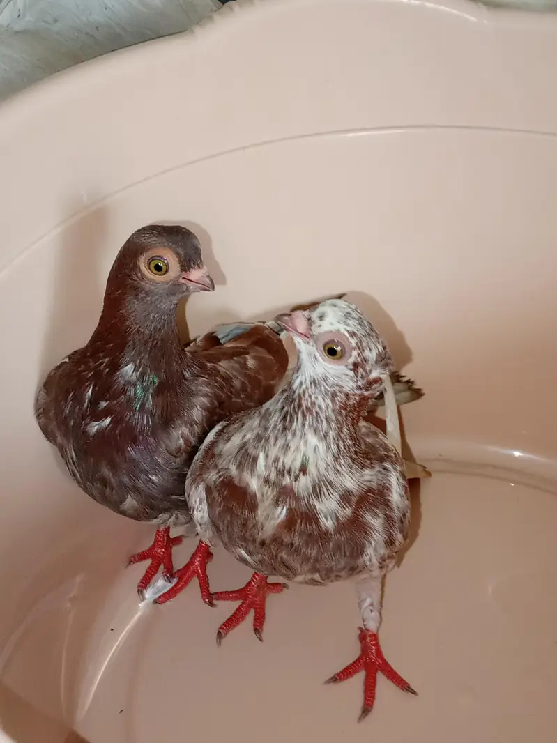 home breed ha video mill jay ghi wattsapp par ajo — photo 8