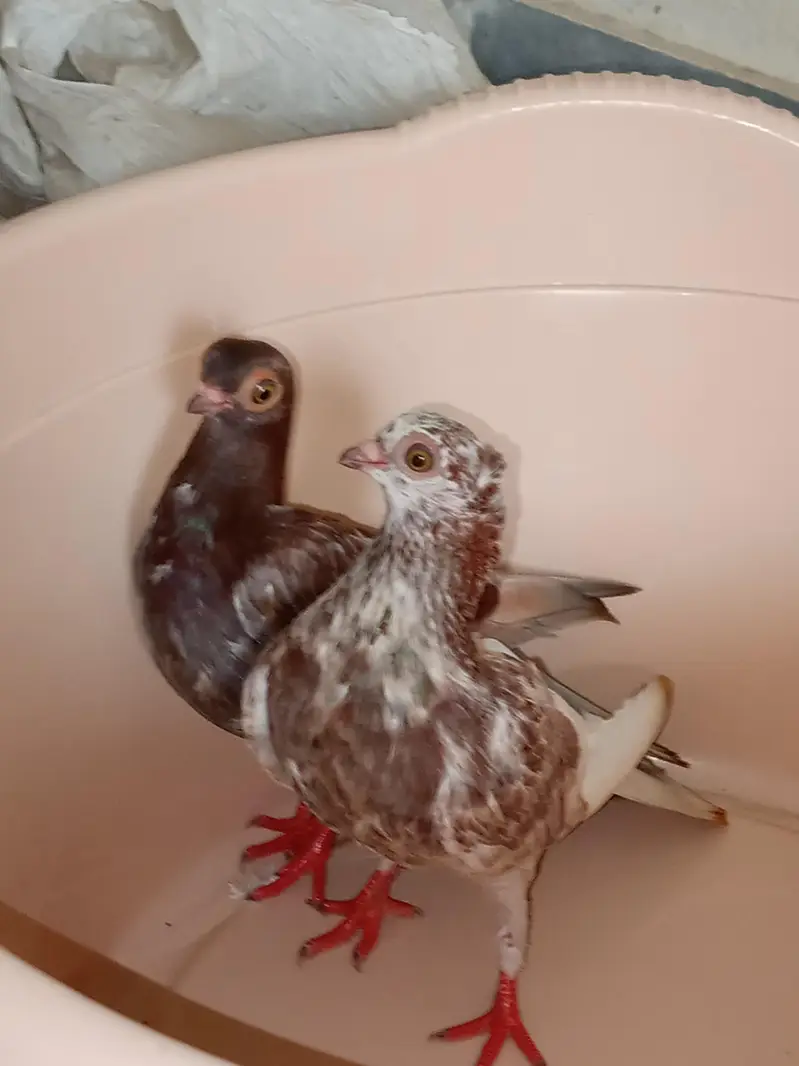 home breed ha video mill jay ghi wattsapp par ajo — photo 9