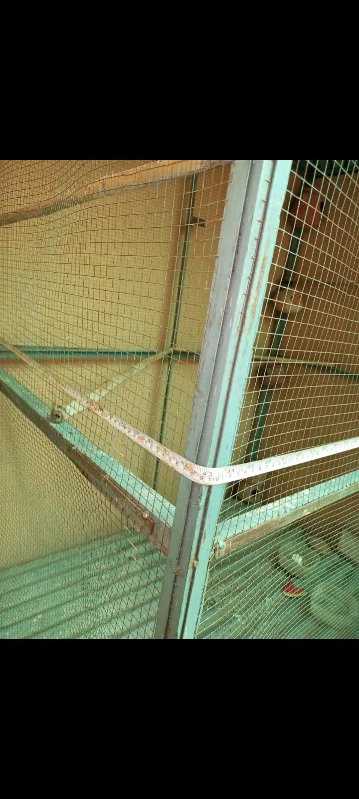 bird and hens — photo 3