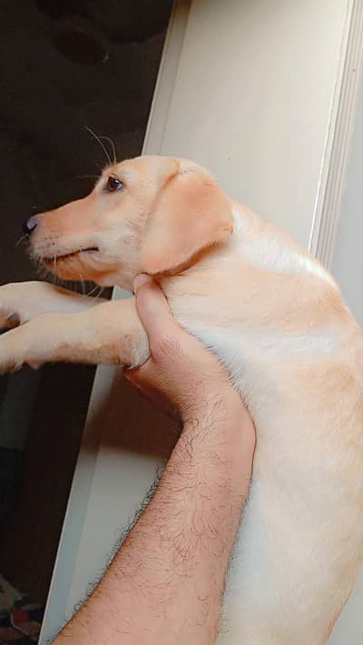Labrador Female pup for sale 50 Days. . . 03214179040