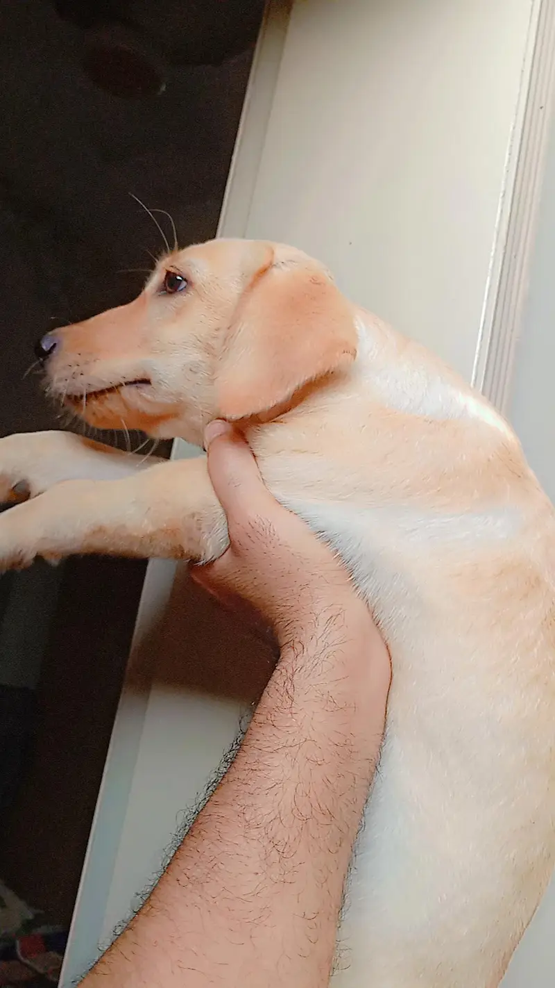 Labrador Female pup for sale 50 Days. . . 03214179040