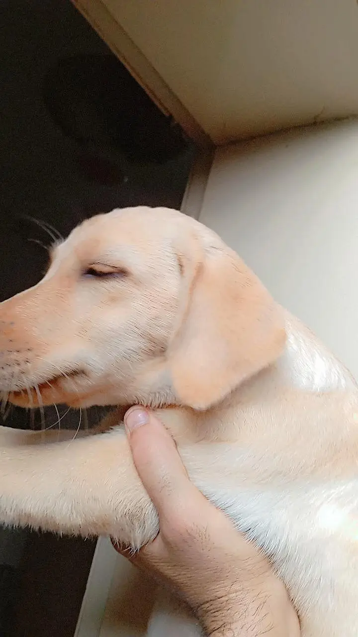 Labrador Female pup for sale 50 Days. . . 03214179040 — photo 2