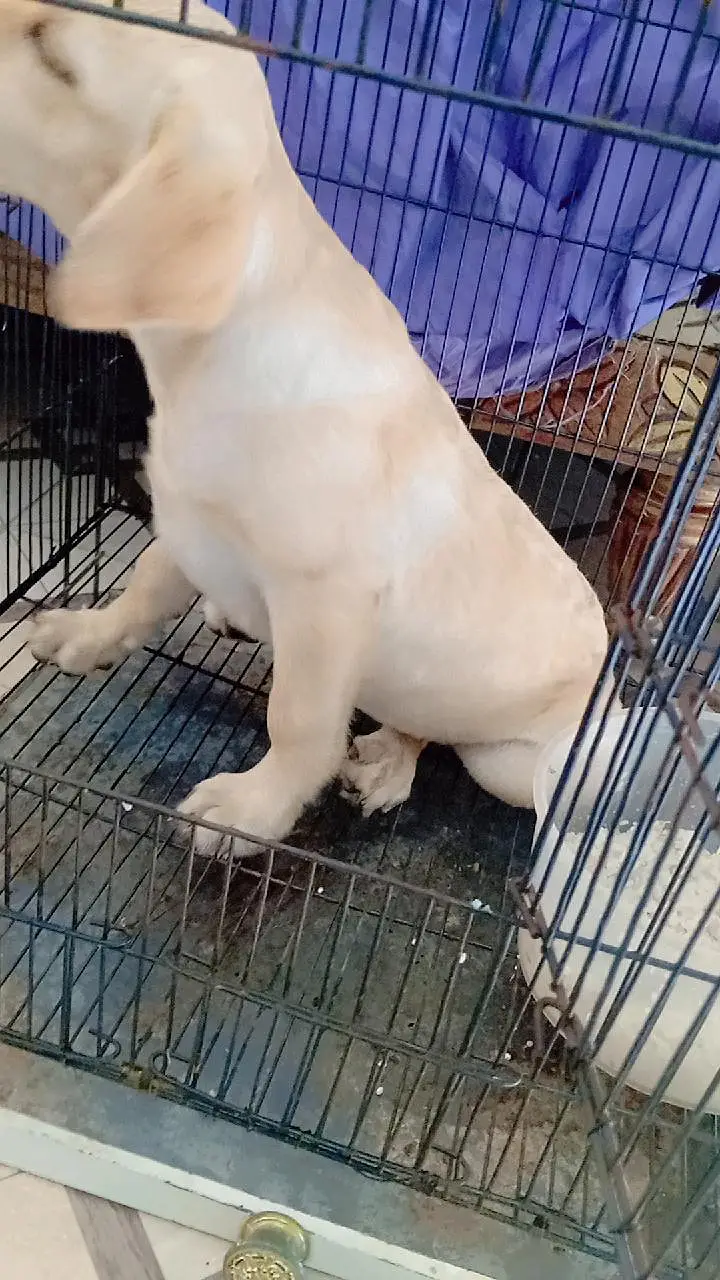 Labrador Female pup for sale 50 Days. . . 03214179040 — photo 3