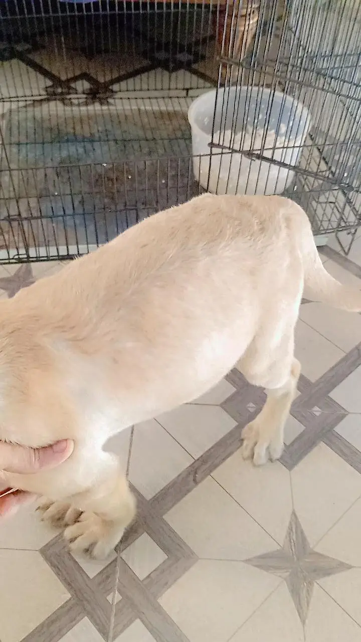 Labrador Female pup for sale 50 Days. . . 03214179040 — photo 4