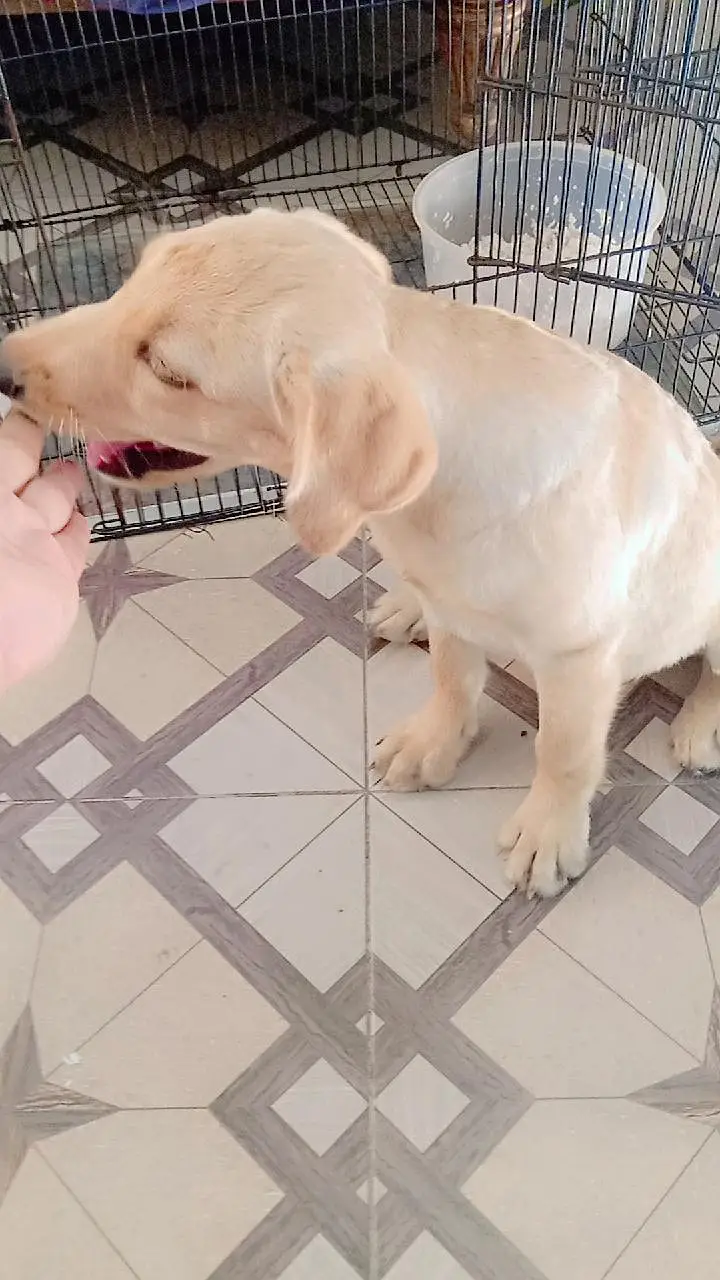 Labrador Female pup for sale 50 Days. . . 03214179040 — photo 5
