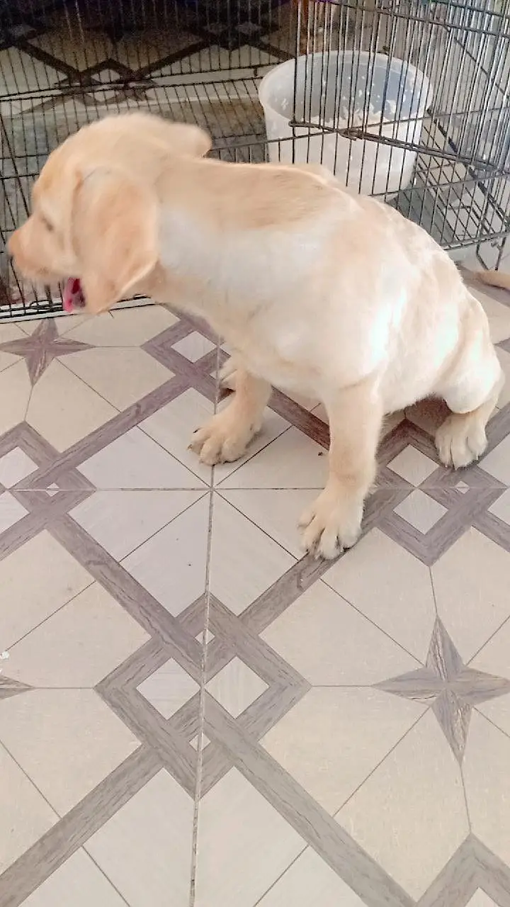 Labrador Female pup for sale 50 Days. . . 03214179040 — photo 6