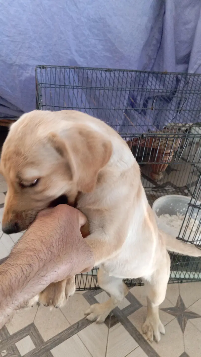 Labrador Female pup for sale 50 Days. . . 03214179040 — photo 7