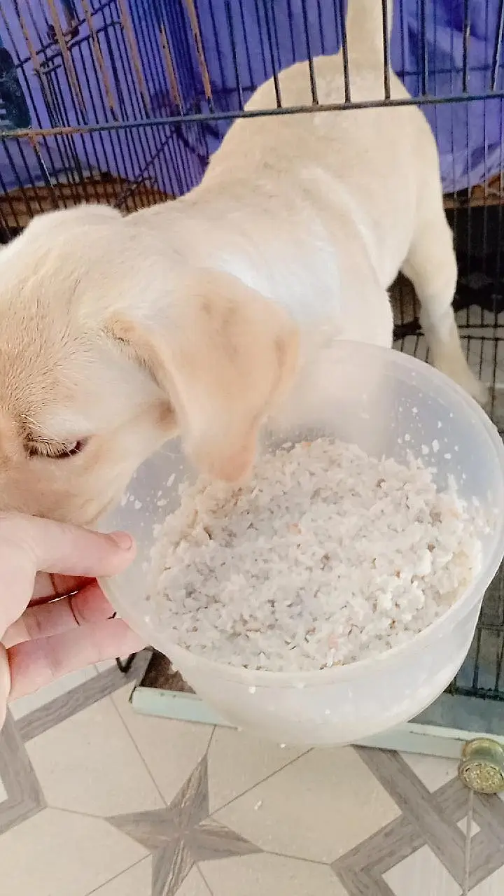 Labrador Female pup for sale 50 Days. . . 03214179040 — photo 8