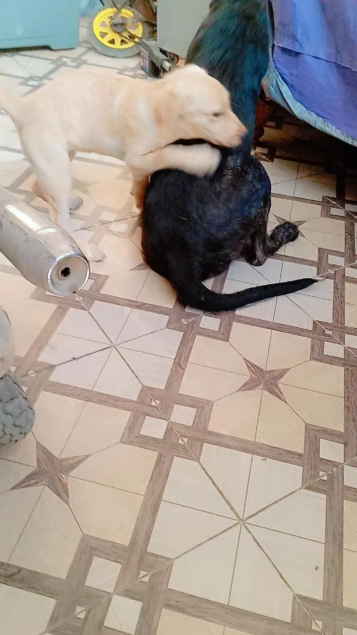 Labrador Female pup for sale 50 Days. . . 03214179040 — photo 9