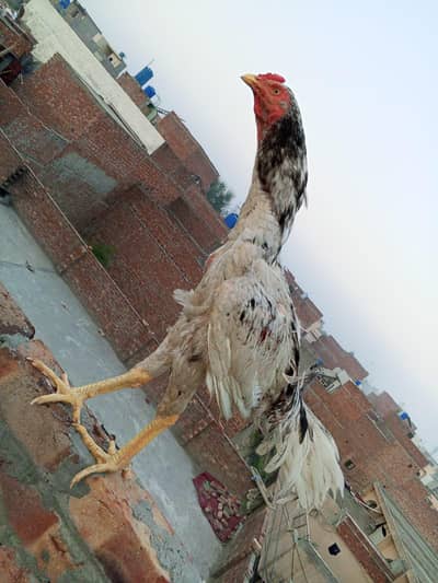 high quality ptha for sale and exchange possible 03235883043