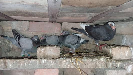 pigeon pair for sale with chiks