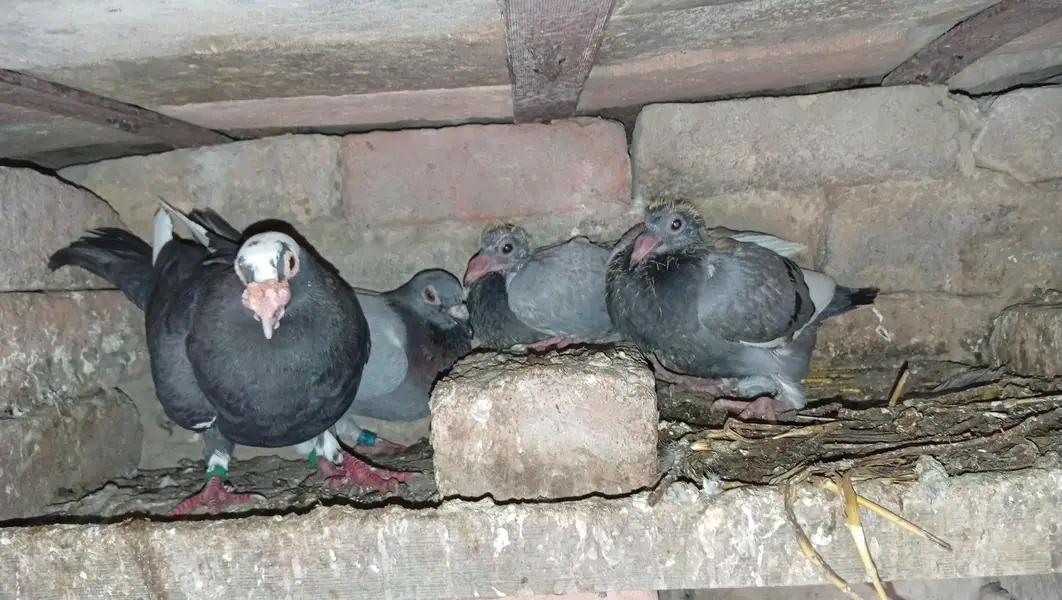 pigeon pair for sale with chiks — photo 2
