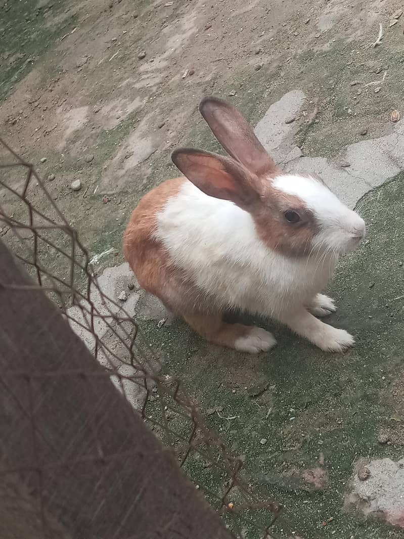 ache baredar hai 0