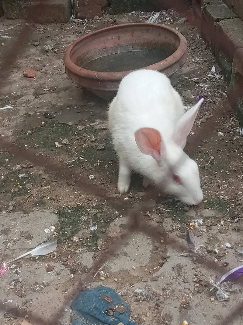 ache baredar hai 1