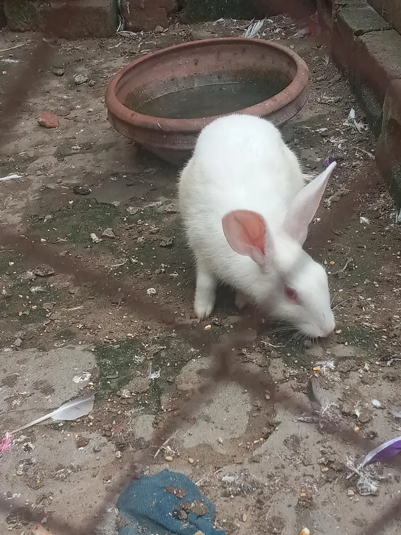 ache baredar hai — photo 2
