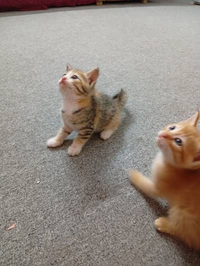Persian Kittens Pair For Sale